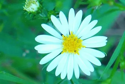 Little wildflower1 jigsaw puzzle