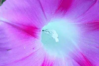 Morning glory4 jigsaw puzzle