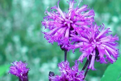Ironweed flowers jigsaw puzzle