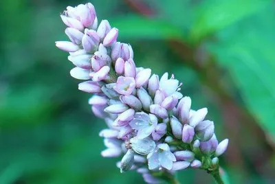 Light lavender wildflower jigsaw puzzle