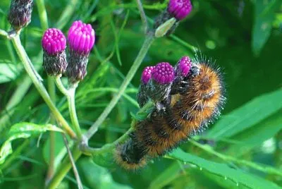 Caterpillar on ironweed buds jigsaw puzzle