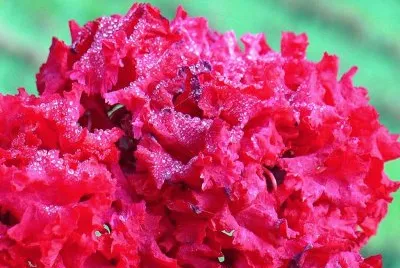 Dew on crepe myrtle jigsaw puzzle