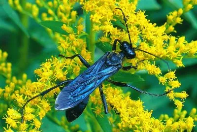 פאזל של Insect on yellow flowers