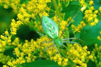 פאזל של Little green spider