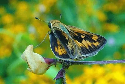 Moth on flower jigsaw puzzle