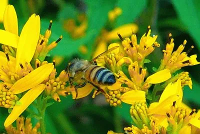 Busy bee jigsaw puzzle