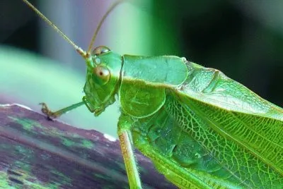 פאזל של Grasshopper1