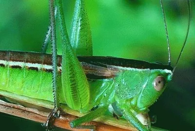 פאזל של Grasshopper2