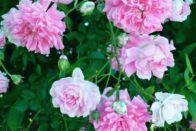 Wildroses growing on roadside jigsaw puzzle