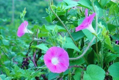 Morning glories1 jigsaw puzzle