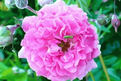 Pink wildrose1 jigsaw puzzle