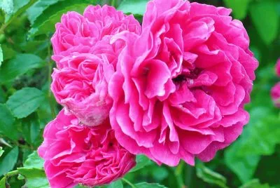 Wildroses growing on roadside2 jigsaw puzzle