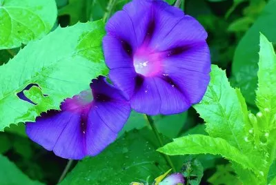Morning glories2 jigsaw puzzle