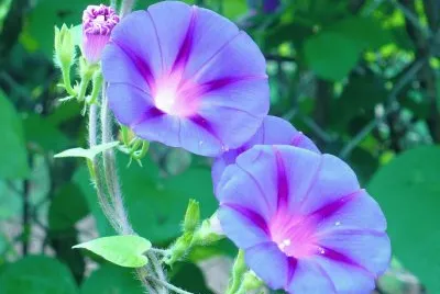 Morning glories3 jigsaw puzzle