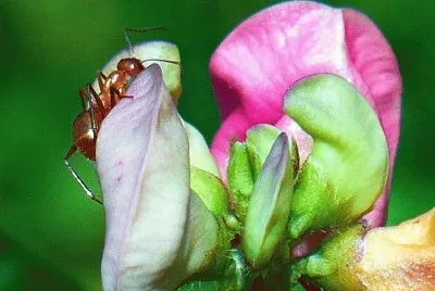 Wild bean blossoms with ant jigsaw puzzle