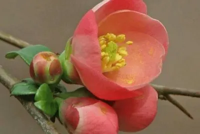 imagens jigsaw puzzle