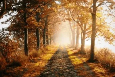 autumn-164 jigsaw puzzle