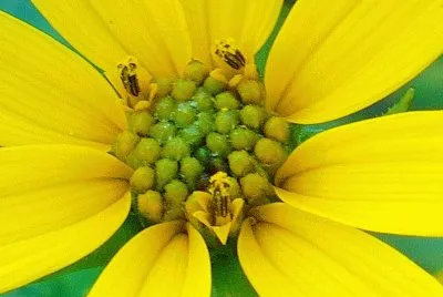 Summer flower1 jigsaw puzzle