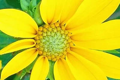 Summer flower2 jigsaw puzzle