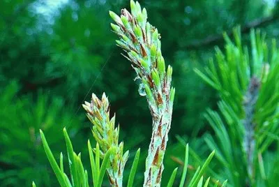 New growth on pine jigsaw puzzle