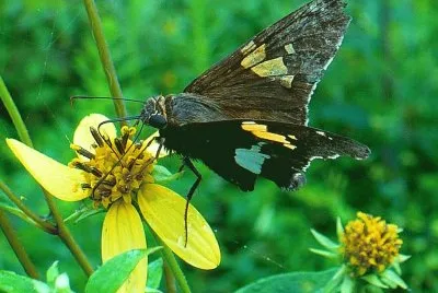 Butterfly1 jigsaw puzzle