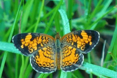 Butterfly2
