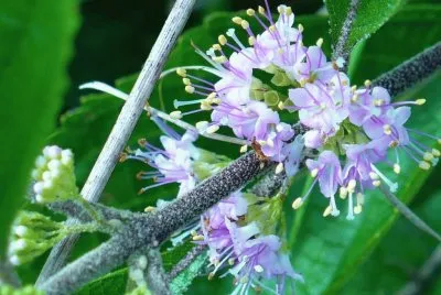 Beauty berry blossom2 jigsaw puzzle