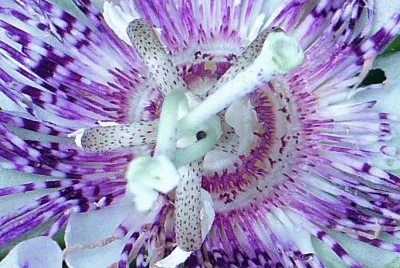 Passion flower close up1 jigsaw puzzle