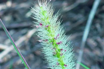 Grass seed head1 jigsaw puzzle
