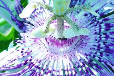 Passion flower close up2 jigsaw puzzle