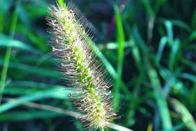 Grass seed head2 jigsaw puzzle