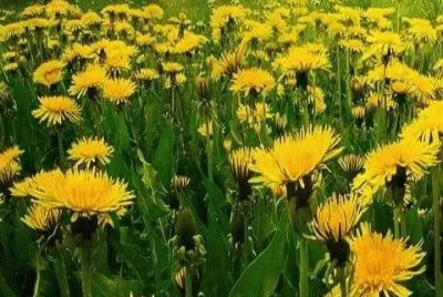 pretty flowers jigsaw puzzle