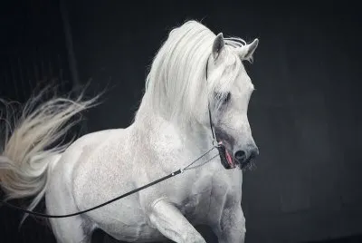 Arabian