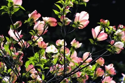 noche de primavera jigsaw puzzle