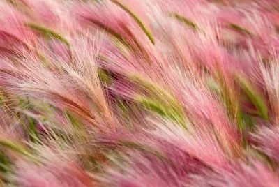 naturaleza en rosa jigsaw puzzle