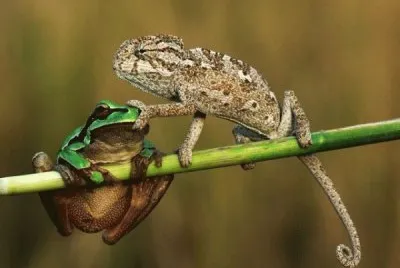æœ‰è¶£å‹•ç‰©