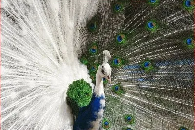 PAVO REAL BICOLOR