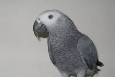 פאזל של parrot