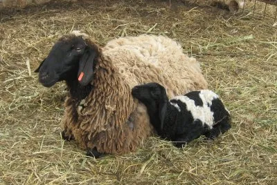 sheep and lamb