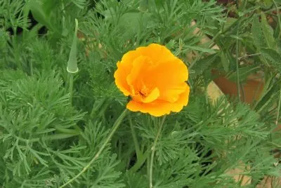 flower jigsaw puzzle