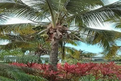 coconut tree jigsaw puzzle