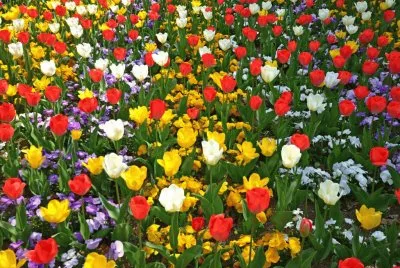 colorful_tulips jigsaw puzzle