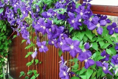 imagens jigsaw puzzle