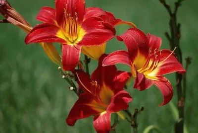 imagens jigsaw puzzle