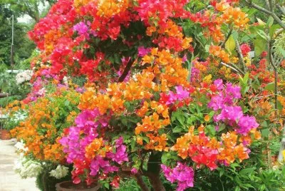 imagens jigsaw puzzle