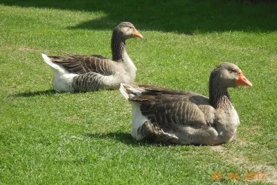 papa jar et sa fille jigsaw puzzle