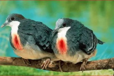 TORTOLOS