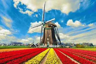 Tulips-Field-In-Holland.