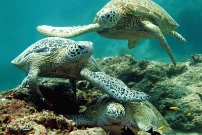 Turtles