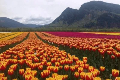 tulip fields